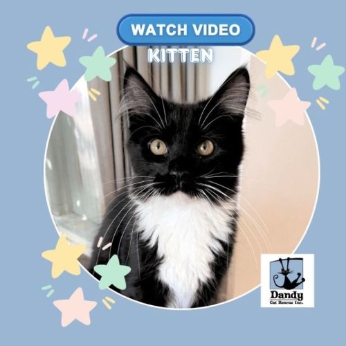 No photo for Tucker ^^Dandy Cat Rescue^^