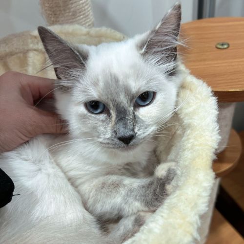 Elsa