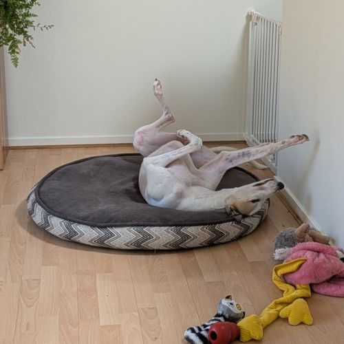 No photo for Buzz, The Greyhound