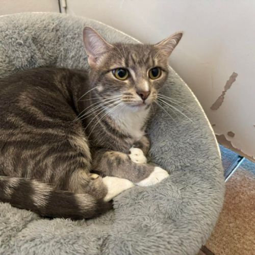 No photo for Daisy (Empty The Nest $50 Adoption Special )