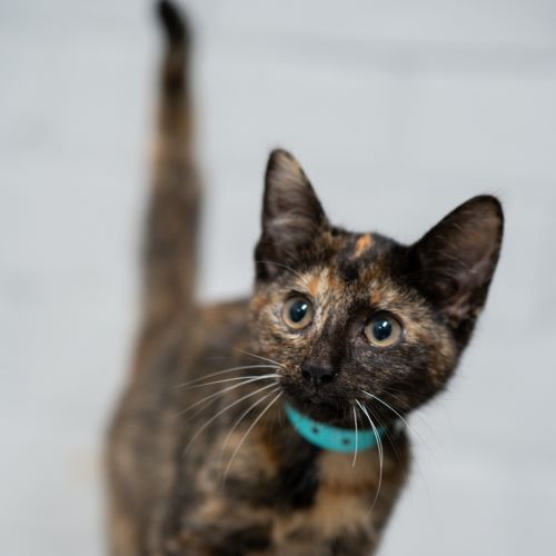 Coco
