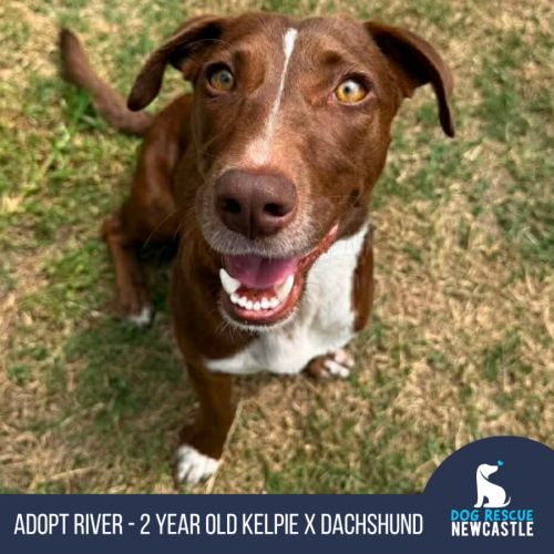 River - 2 Year Old Dachshund X Kelpie