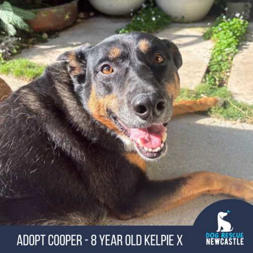 No photo for Cooper   8 Year Old Kelpie X