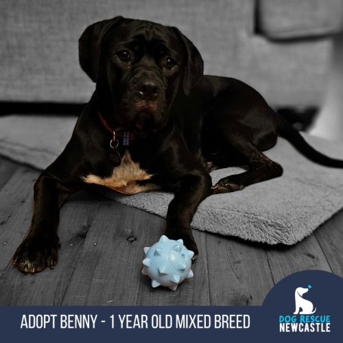 Benny - 1 Year Old Mixed Breed