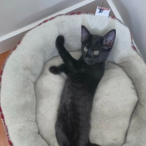 No photo for Salem
