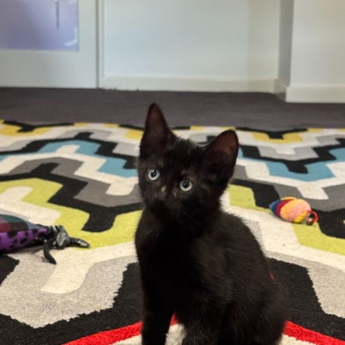 Meowser - 7 Week Old Domestic Short Hair