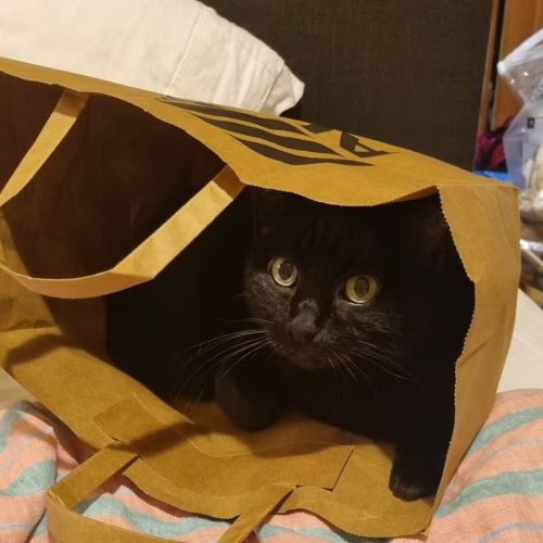 Mitzi