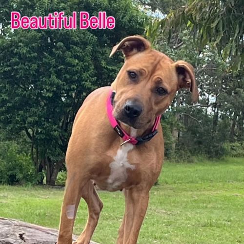 Belle 