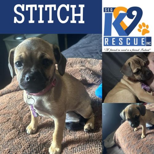No photo for Stitch