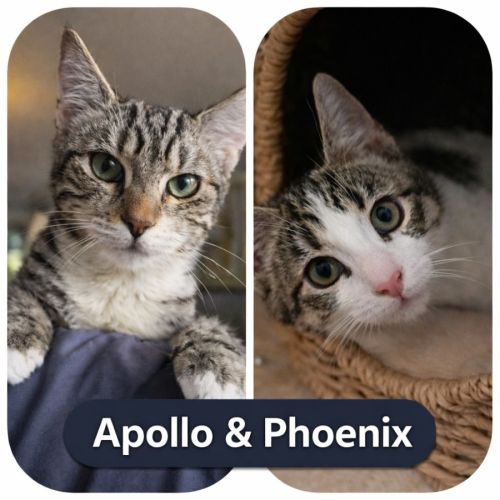 No photo for ✨ Apollo & Phoenix 🐾