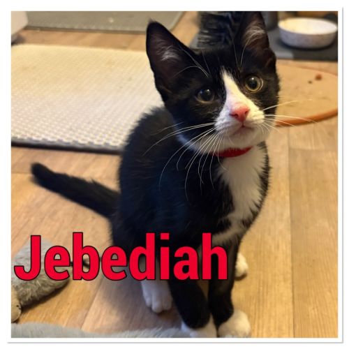 No photo for Jebediah