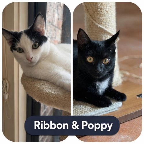 No photo for 🎀 Ribbon & Poppy 🖤