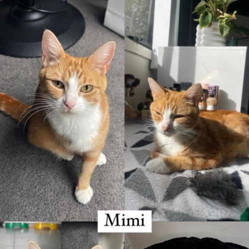 No photo for Mimi Meet Me@Petstock Chelsea Store 