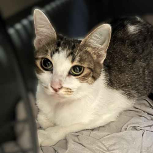 Cassie *9 Lives Project Rescue*