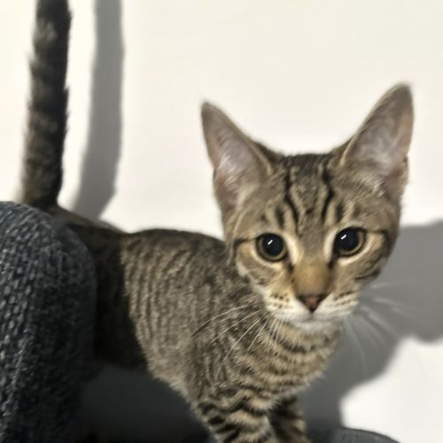 Teddy *9 Lives Project Rescue*