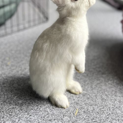 Yuki