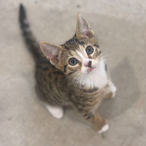 Sebastian