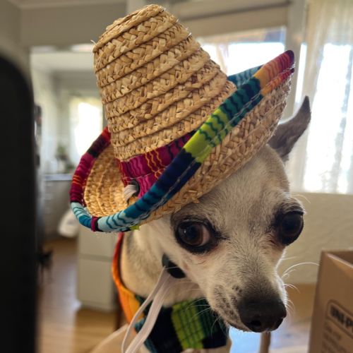 No photo for Taco 