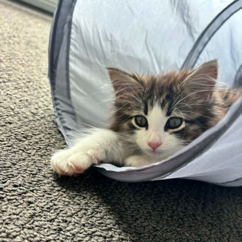 No photo for Maple