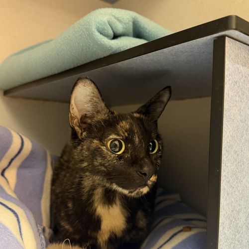 Sabrina
