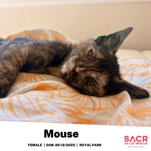 Mouse