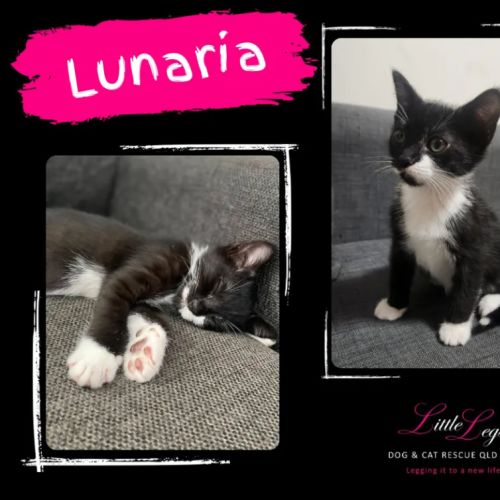 Lunaria 