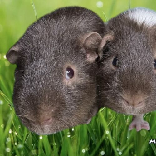 Wilbur & Milo