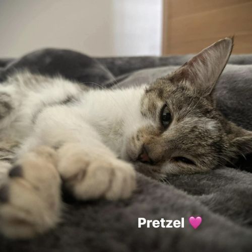 No photo for Pretzel