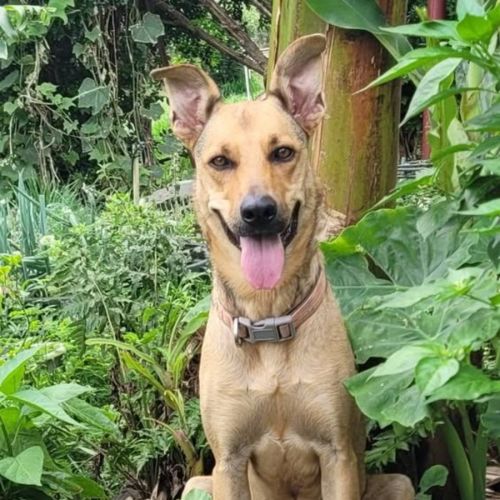 Bellah *$150 Adoption Fee*