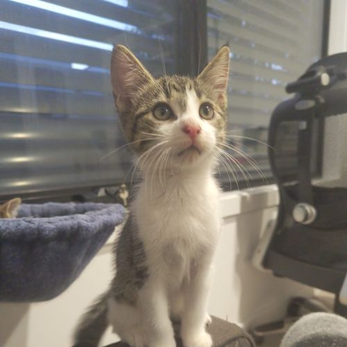 Purrcy
