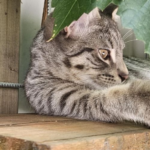 Pitt ** 2nd Chance Cat Rescue**