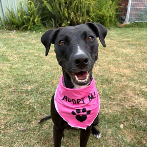 Fern *$250 Adoption Fee*