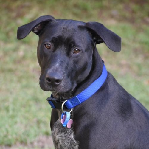 Magnum *$150 Adoption Fee*