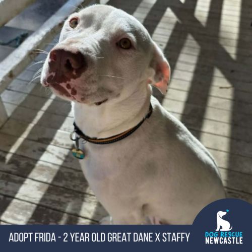 Frida - 2 Year Old Great Dane X Staffy