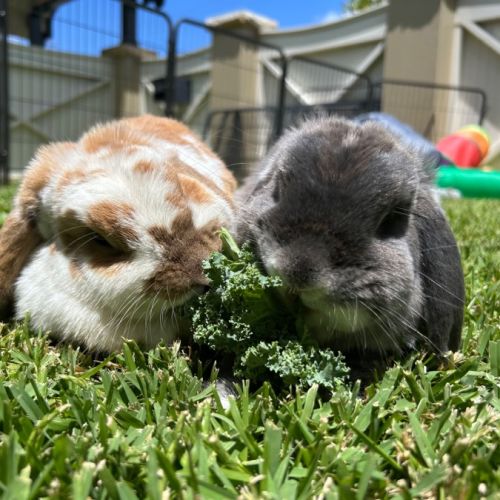 No photo for Dibbles & Dobbles