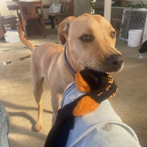 Scooby Doo