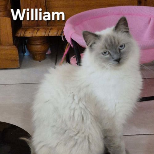 William 
