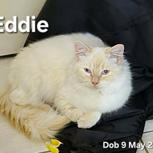 Eddie