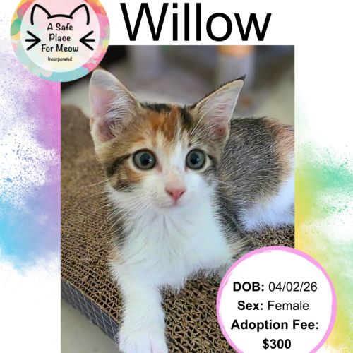 No photo for Willow