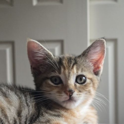 No photo for Saffron