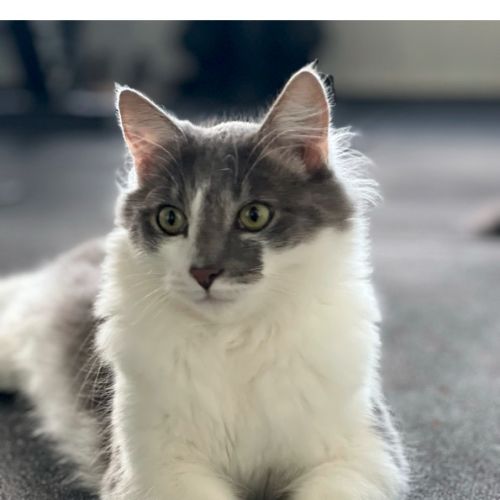 Nala