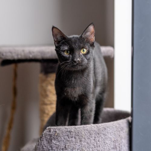 Panther