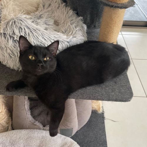 Guinness aka Blake 