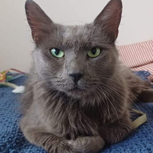 Smokey