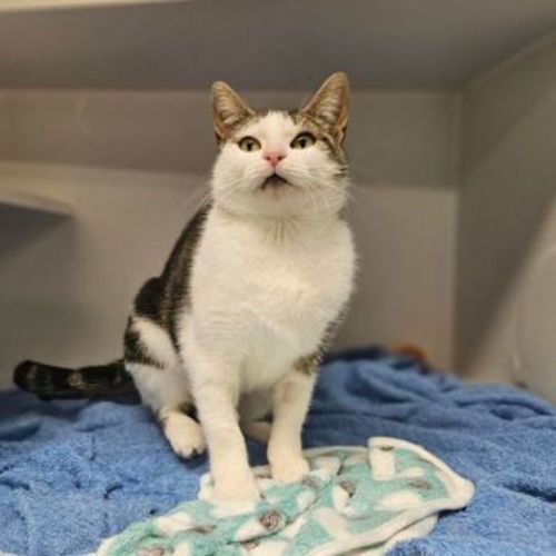 Miss Patricia Peanut