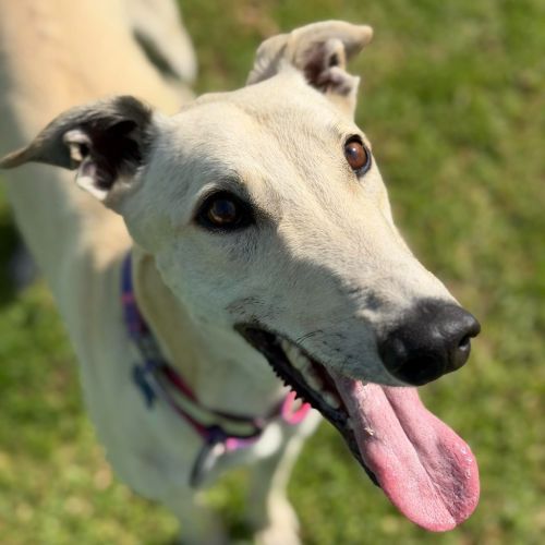 Tyson The Greyhound
