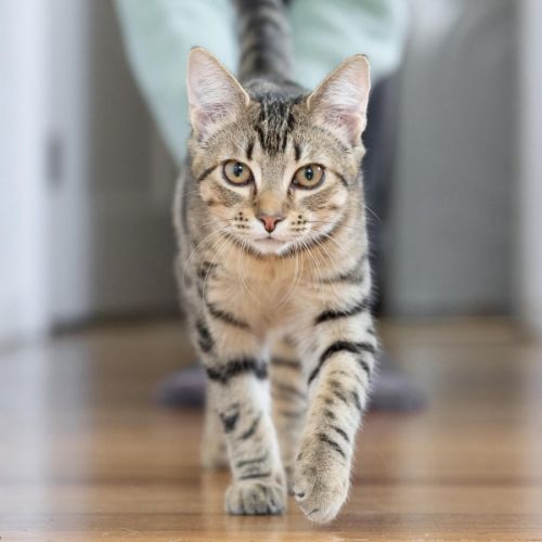 Pearl - In foster care in Reservoir