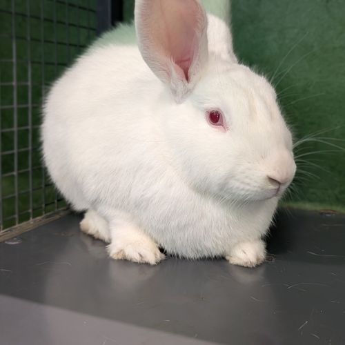 Petal (bonded To Blossom)