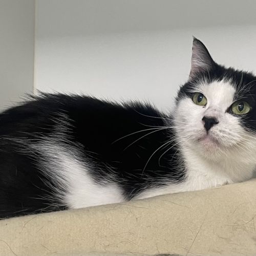 No photo for Sweetheart