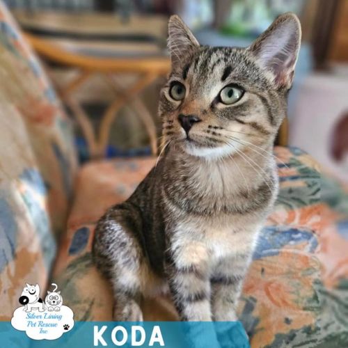 Koda
